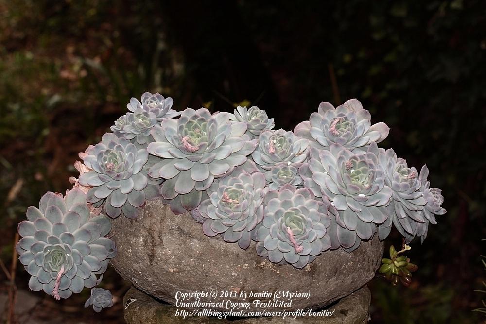 Photo of Mexican Snowball (Echeveria elegans) uploaded by bonitin