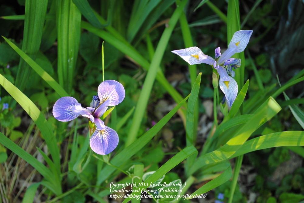 Photo of Species Iris (Iris versicolor) uploaded by chelle