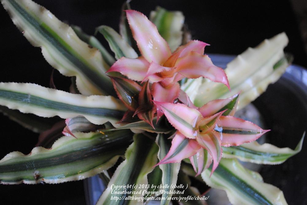 Photo of Earth Star (Cryptanthus bivittatus 'Pink Starlite') uploaded by chelle