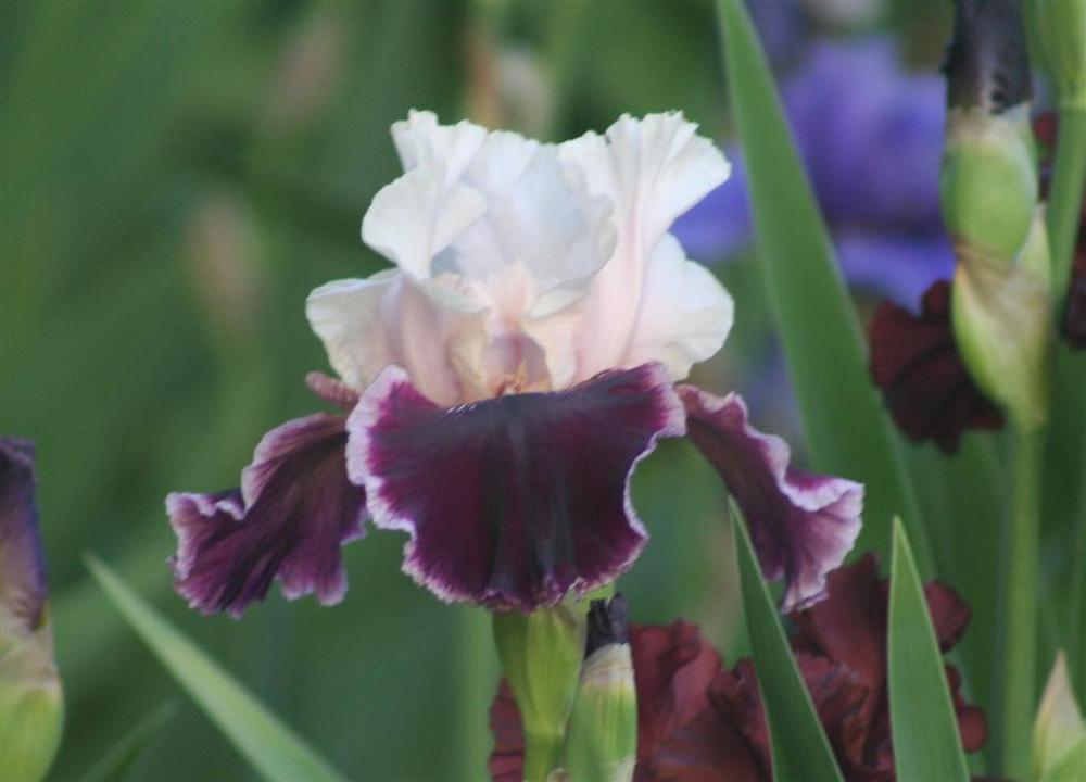 Photo of Tall Bearded Iris (Iris 'Sweeter than Wine') uploaded by KentPfeiffer