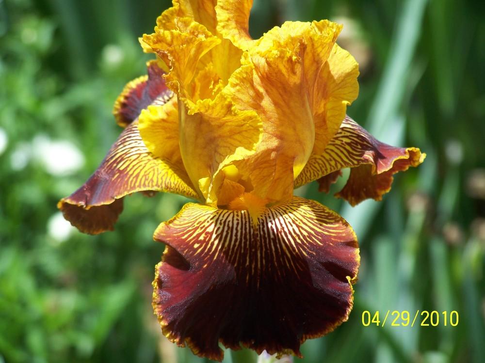 Photo of Tall Bearded Iris (Iris 'Michigan Pride') uploaded by Misawa77