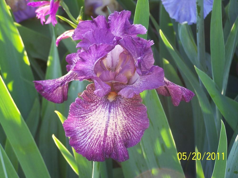 Photo of Tall Bearded Iris (Iris 'Blankety Blank') uploaded by Misawa77