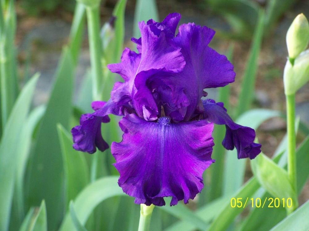 Photo of Tall Bearded Iris (Iris 'Evening Velvet') uploaded by Misawa77