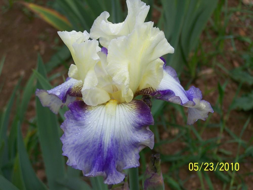 Photo of Tall Bearded Iris (Iris 'Seakist') uploaded by Misawa77
