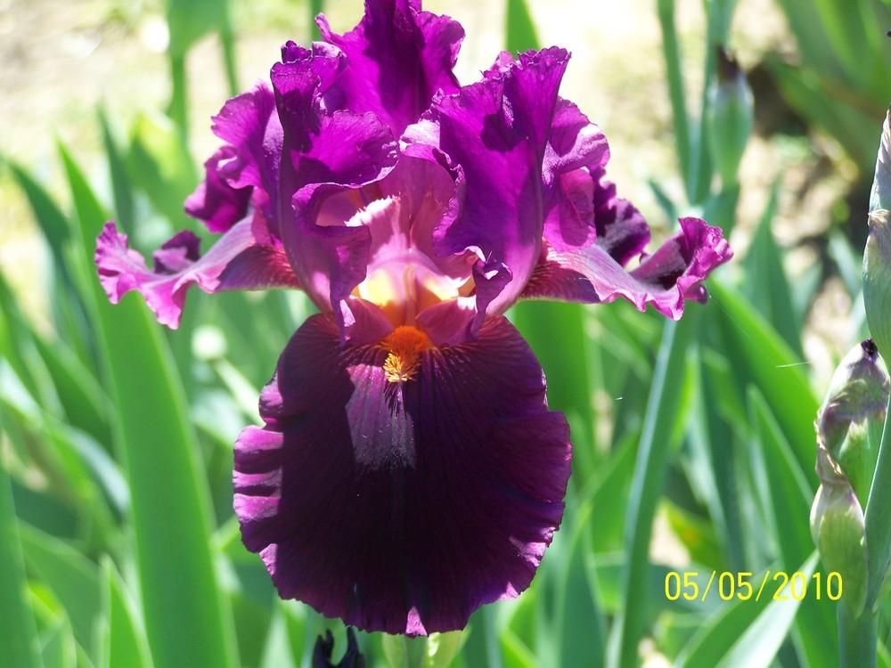 Photo of Tall Bearded Iris (Iris 'Cherry Glen') uploaded by Misawa77