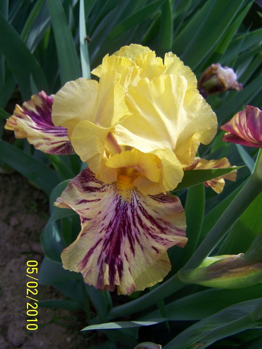 Photo of Tall Bearded Iris (Iris 'Ziggy') uploaded by Misawa77