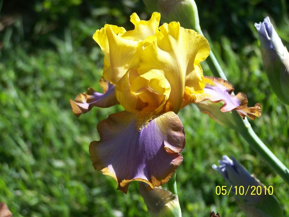 Photo of Border Bearded Iris (Iris 'Brown Lasso') uploaded by Misawa77