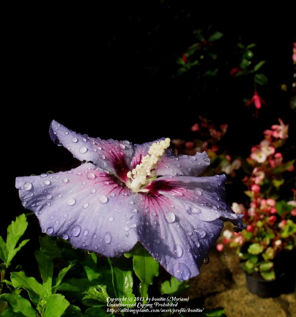 Photo of Rose of Sharon (Hibiscus syriacus 'Oiseau Bleu') uploaded by bonitin