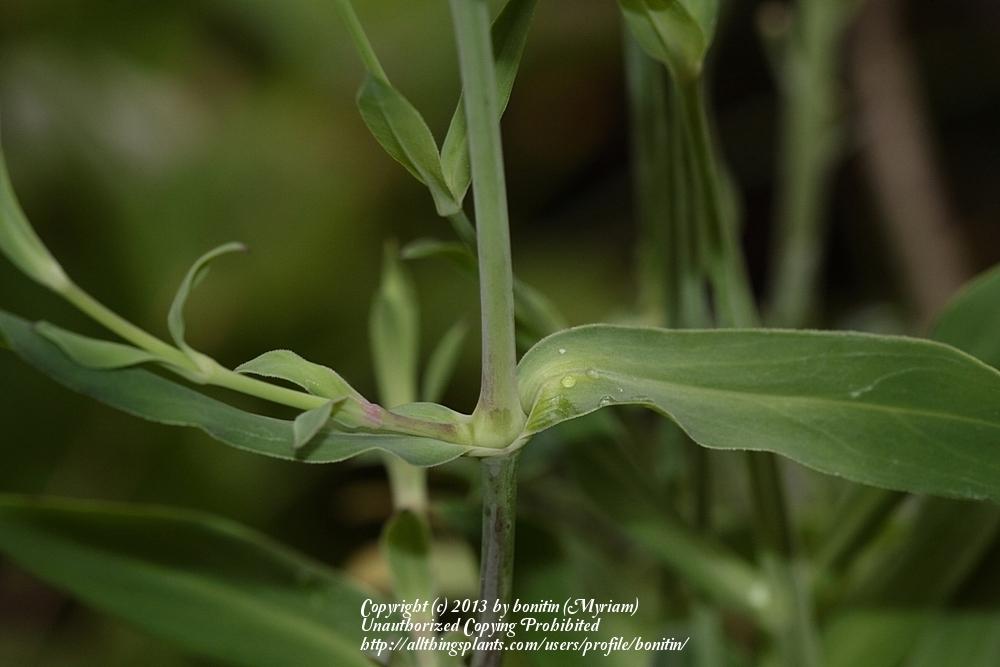 Photo of Bladder Campion (Silene vulgaris) uploaded by bonitin