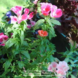 Location: My Northeastern Indiana Gardens - Zone 5b
Date: 2012-06-13
