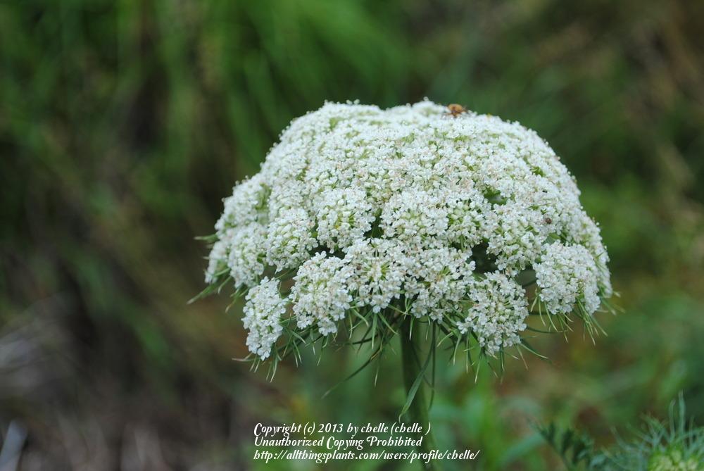 Photo of Queen Anne's Lace (Daucus carota) uploaded by chelle