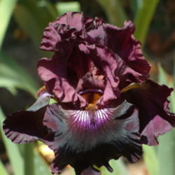 Location: My garden in Bakersfield, CA
Date: 2012-04-21 