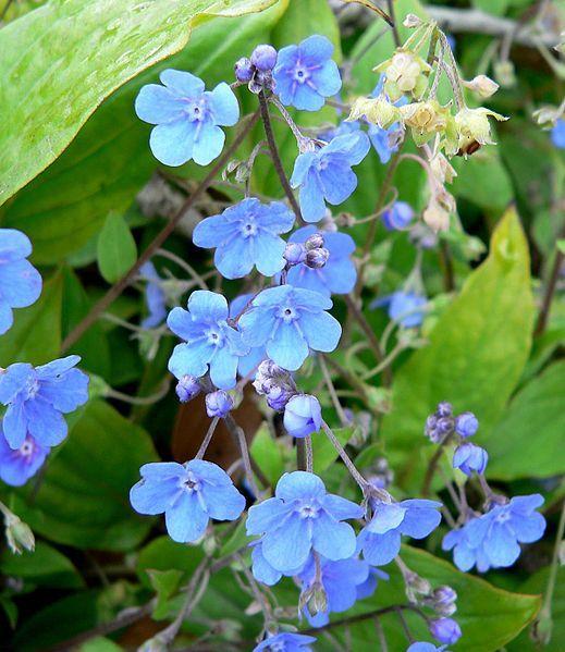 Photo of Navelwort (Omphalodes cappadocica) uploaded by Calif_Sue