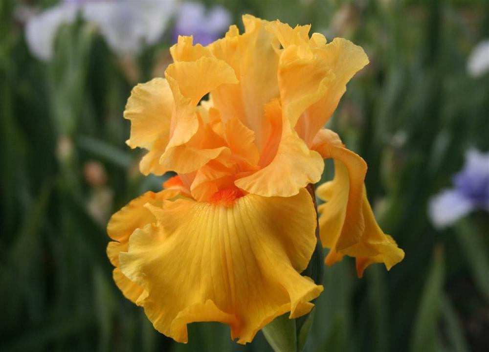 Photo of Tall Bearded Iris (Iris 'Tumalo Sunset') uploaded by KentPfeiffer