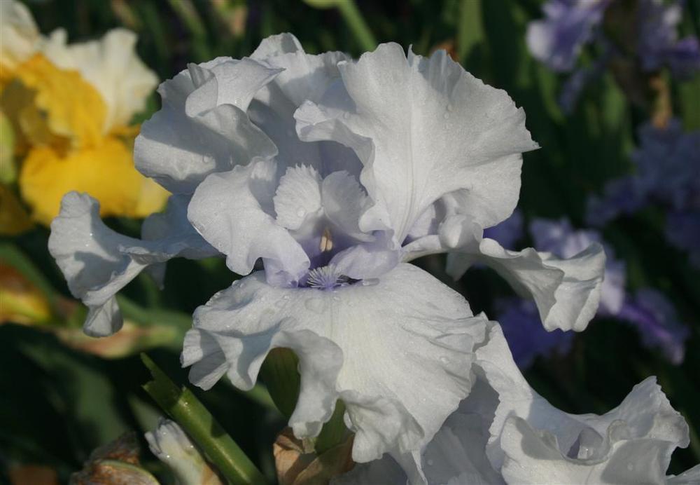 Photo of Tall Bearded Iris (Iris 'Winter Waltz') uploaded by KentPfeiffer