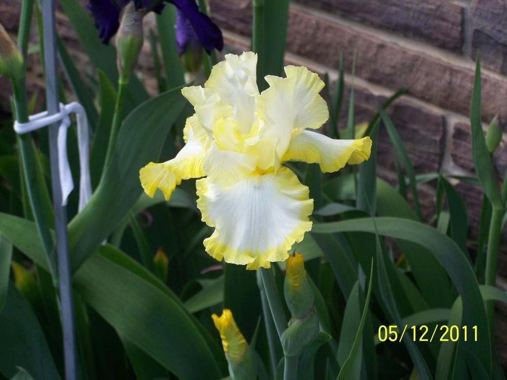 Photo of Tall Bearded Iris (Iris 'Bertwistle') uploaded by Misawa77