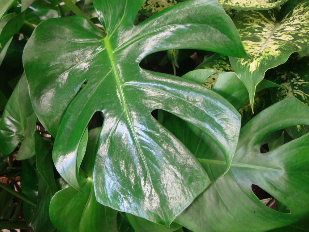 Photo of Split-Leaf Philodendron (Monstera deliciosa) uploaded by Paul2032