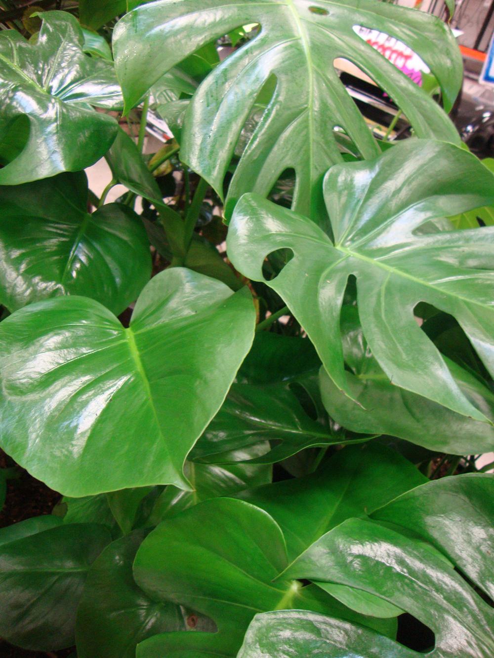 Photo of Split-Leaf Philodendron (Monstera deliciosa) uploaded by Paul2032