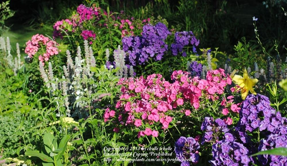 Photo of Tall Phlox (Phlox paniculata) uploaded by chelle