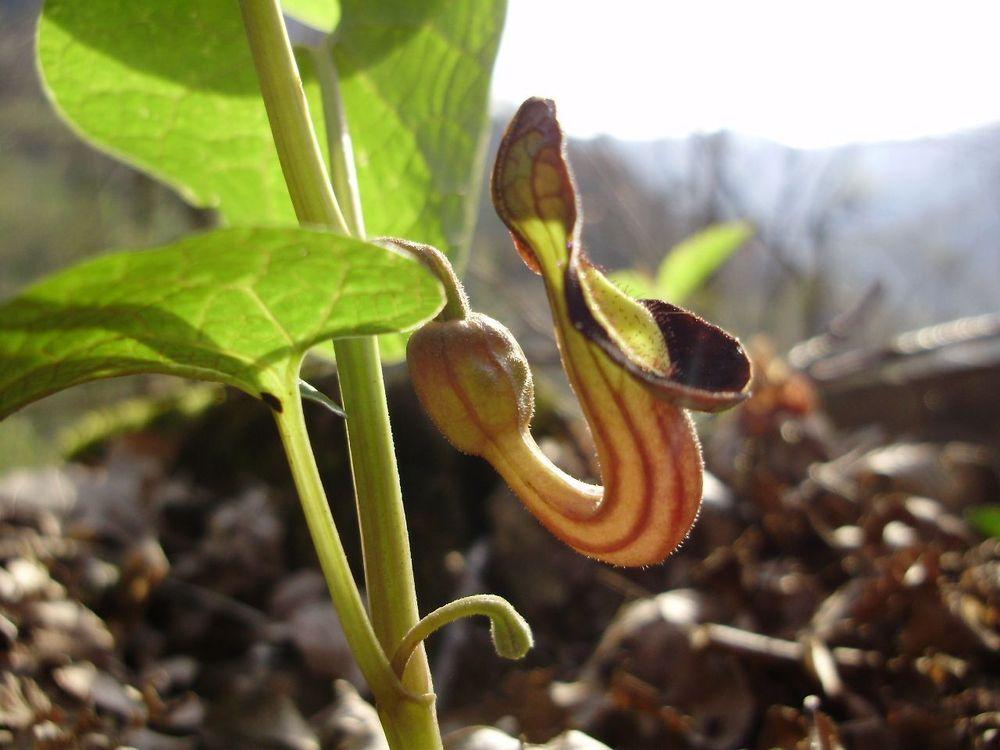 Photo of Smearwort (Aristolochia rotunda) uploaded by yurikashtanov