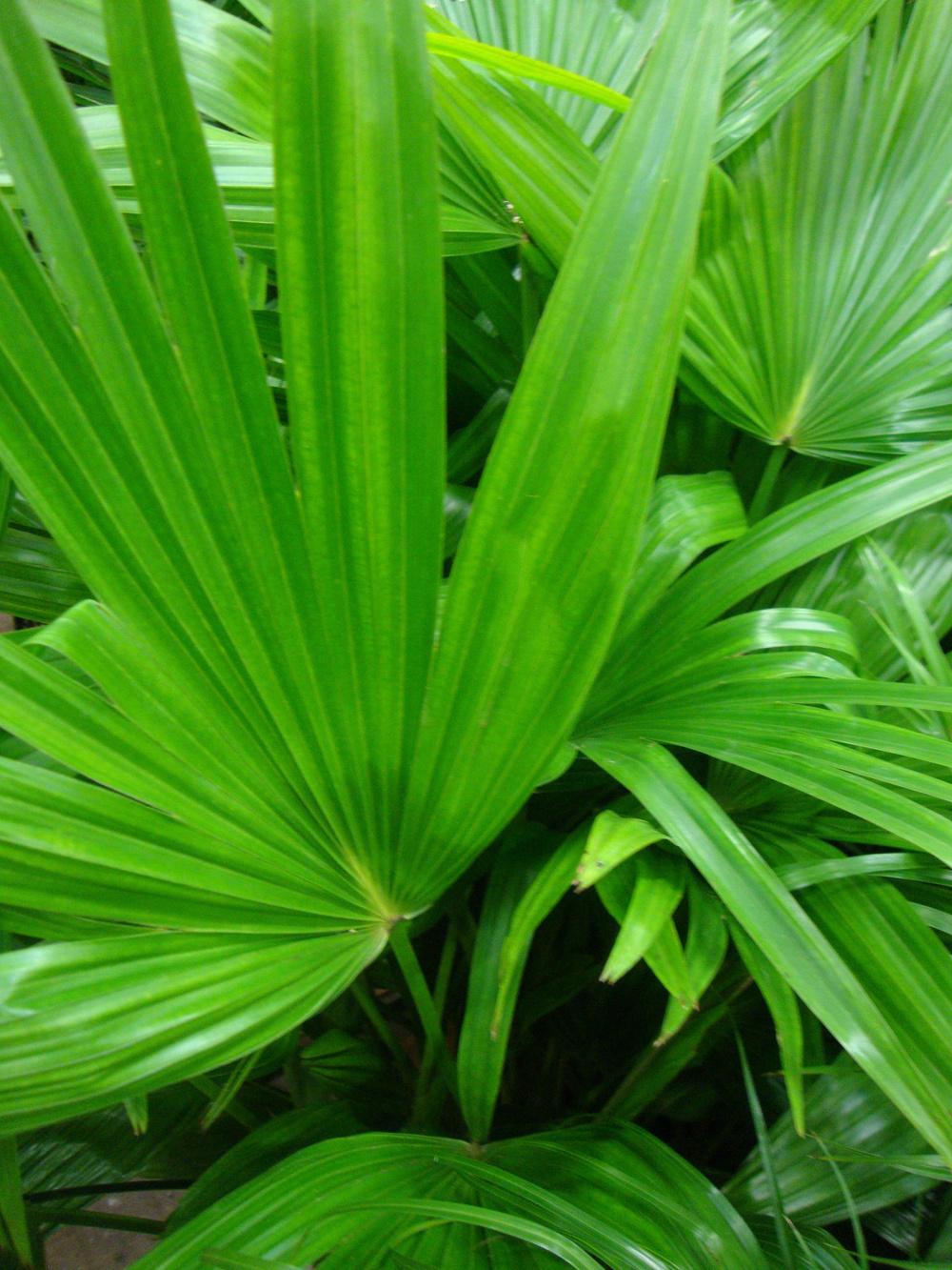 Photo of Chinese Fan Palm (Livistona chinensis) uploaded by Paul2032