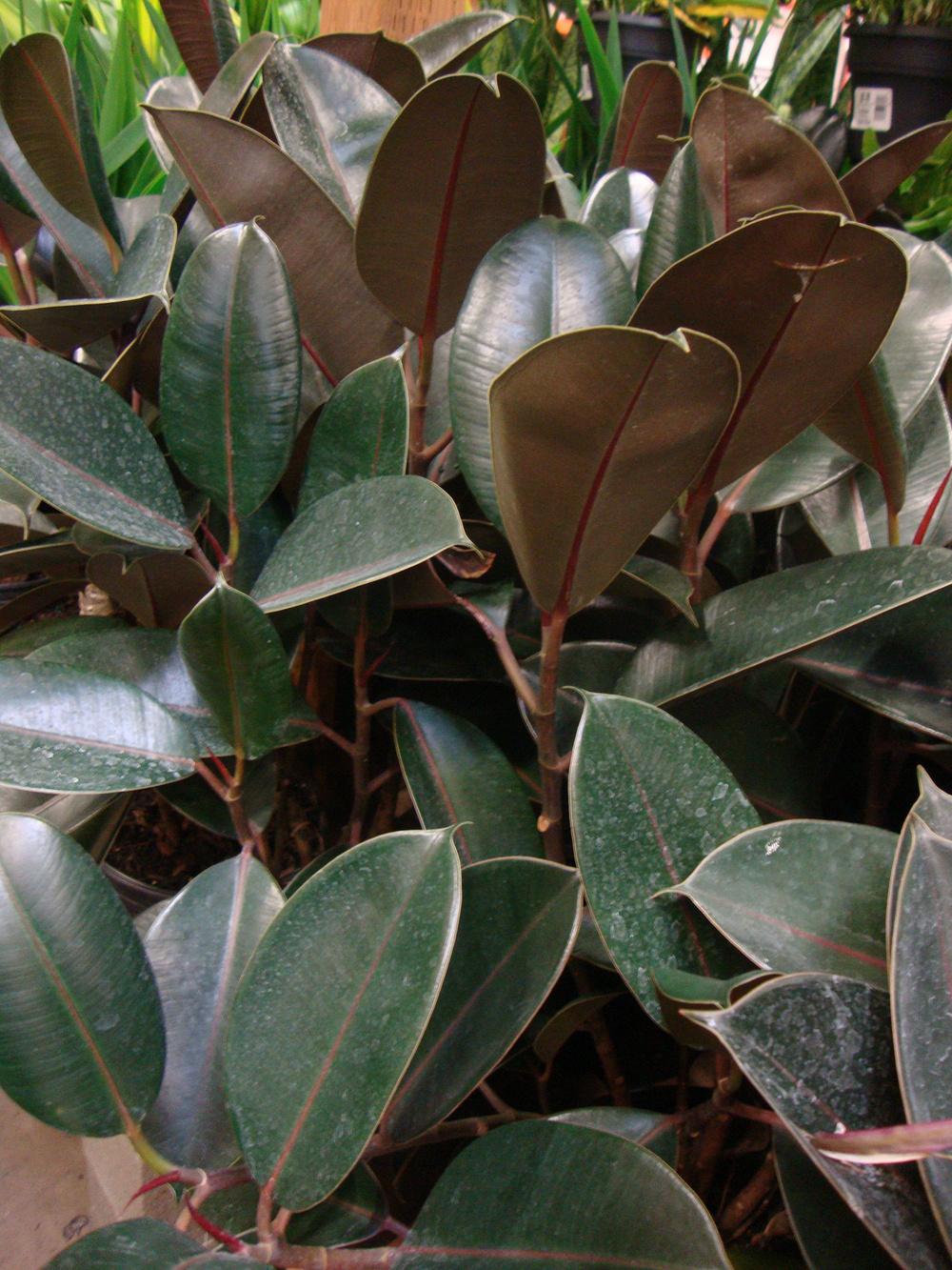Photo of Rubber Plant (Ficus elastica) uploaded by Paul2032