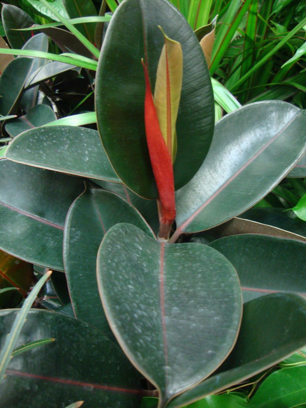 Photo of Rubber Plant (Ficus elastica) uploaded by Paul2032