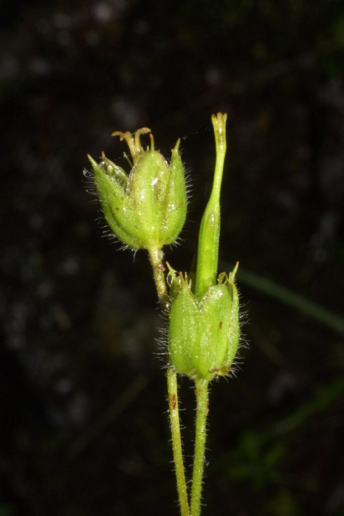 Photo of Wild Geranium (Geranium maculatum) uploaded by SongofJoy