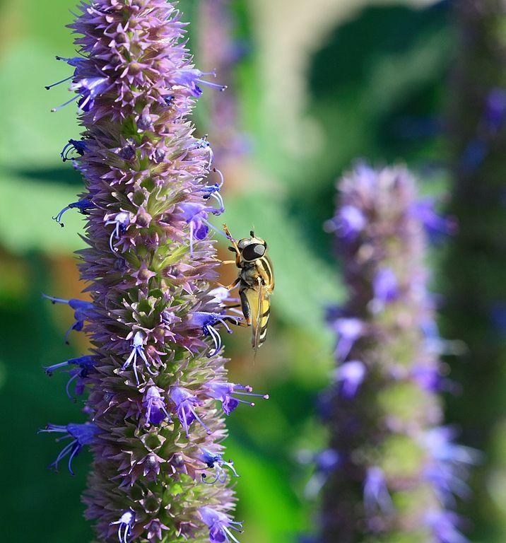 Photo of Anise Hyssop (Agastache 'Blue Fortune') uploaded by SongofJoy