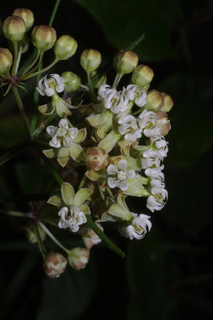 Photo of Whorled Milkweed (Asclepias verticillata) uploaded by SongofJoy
