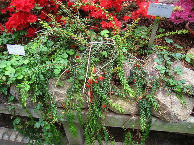Photo of Agapetes (Agapetes serpens) uploaded by SongofJoy