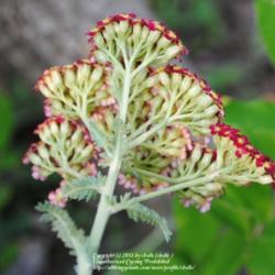 Location: My Northeastern Indiana Gardens - Zone 5b
Date: 2012-06-30
Flower head reverse