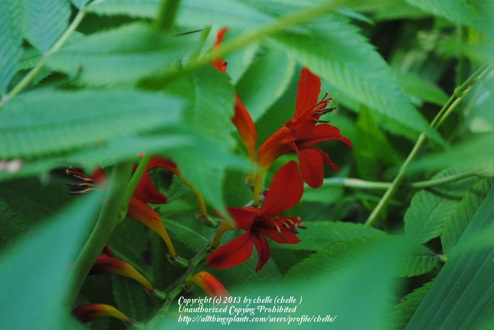 Photo of Crocosmia 'Lucifer' uploaded by chelle
