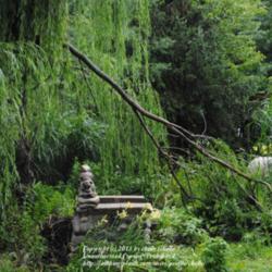 Location: My Northeastern Indiana Gardens - Zone 5b
Date: 2012-06-29
Post-storm cleanup - after every storm!