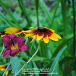Location: My Northeastern Indiana Gardens - Zone 5b
Date: 2012-07-01