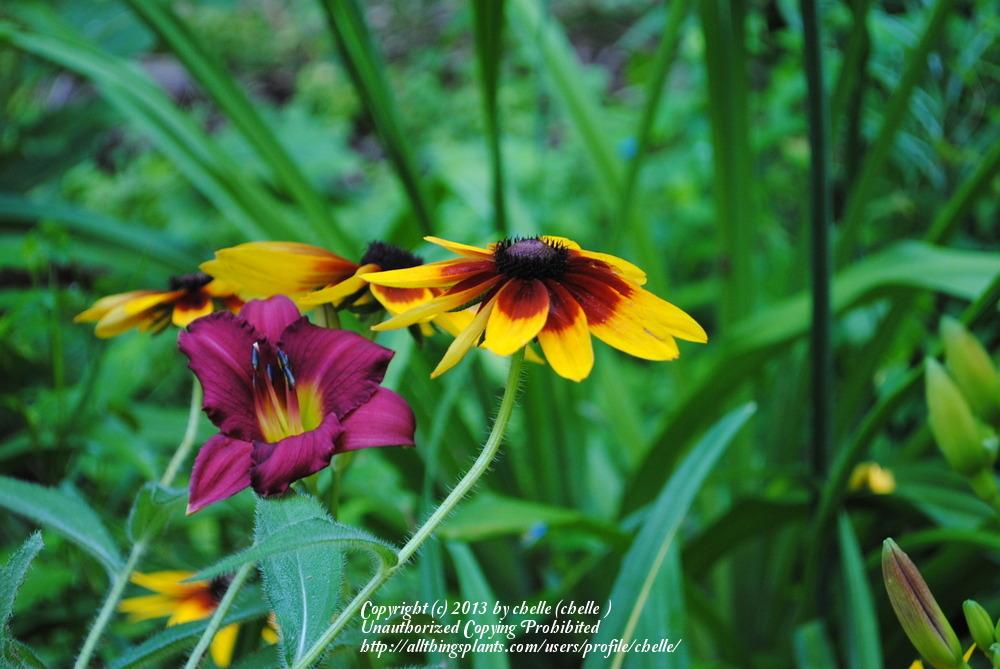 Photo of Black-eyed Susan (Rudbeckia hirta 'Autumn Colors') uploaded by chelle