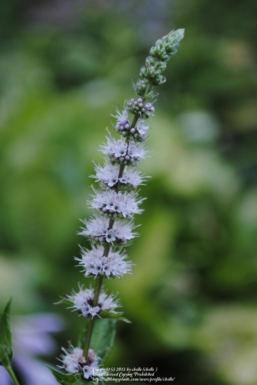 Photo of Spearmint (Mentha spicata) uploaded by chelle