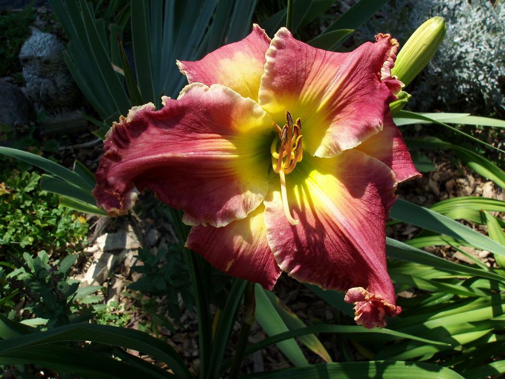 Photo of Daylily (Hemerocallis 'Cloud of Witnesses') uploaded by snickerspooh