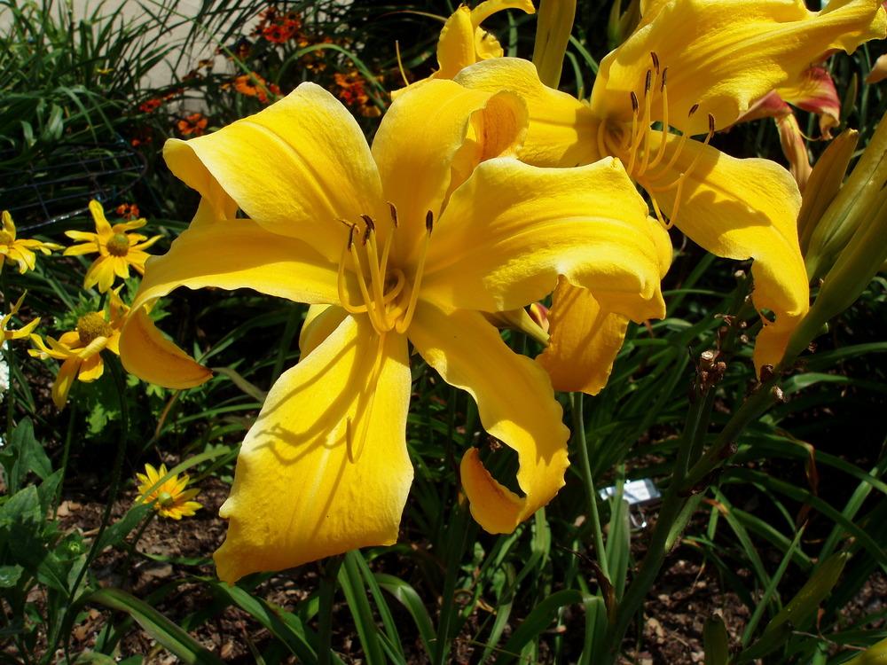Photo of Daylily (Hemerocallis 'Wiggly Piggly') uploaded by snickerspooh
