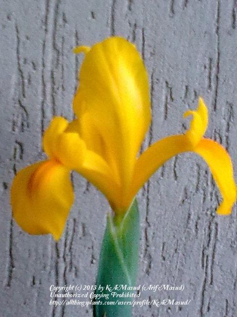 Photo of Irises (Iris) uploaded by KAMasud