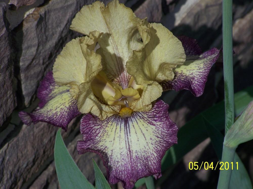 Photo of Tall Bearded Iris (Iris 'Tennessee Gentleman') uploaded by Misawa77
