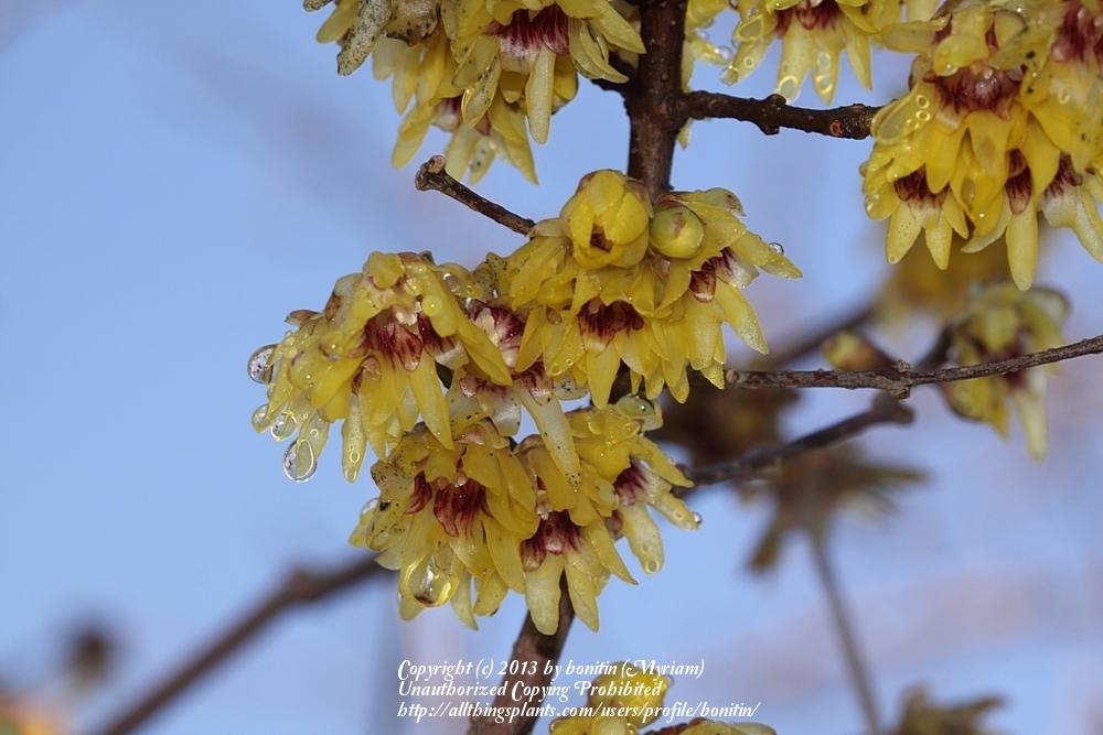 Photo of Fragrant Wintersweet Tree (Chimonanthus praecox) uploaded by bonitin