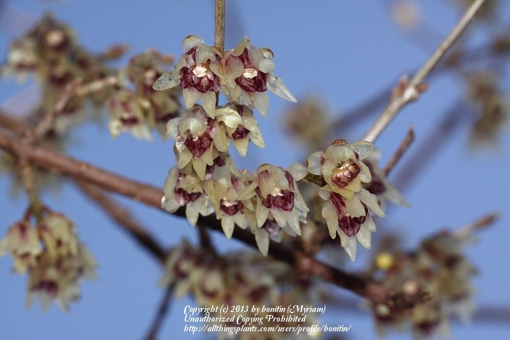 Photo of Fragrant Wintersweet Tree (Chimonanthus praecox) uploaded by bonitin