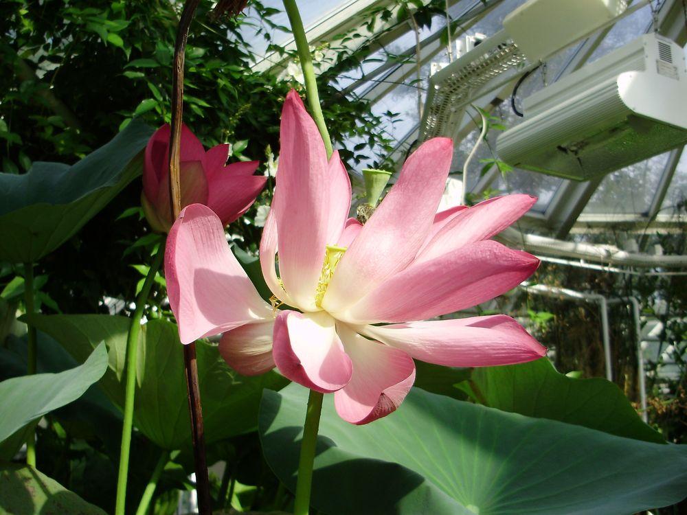 Photo of Sacred Lotus (Nelumbo nucifera) uploaded by yurikashtanov
