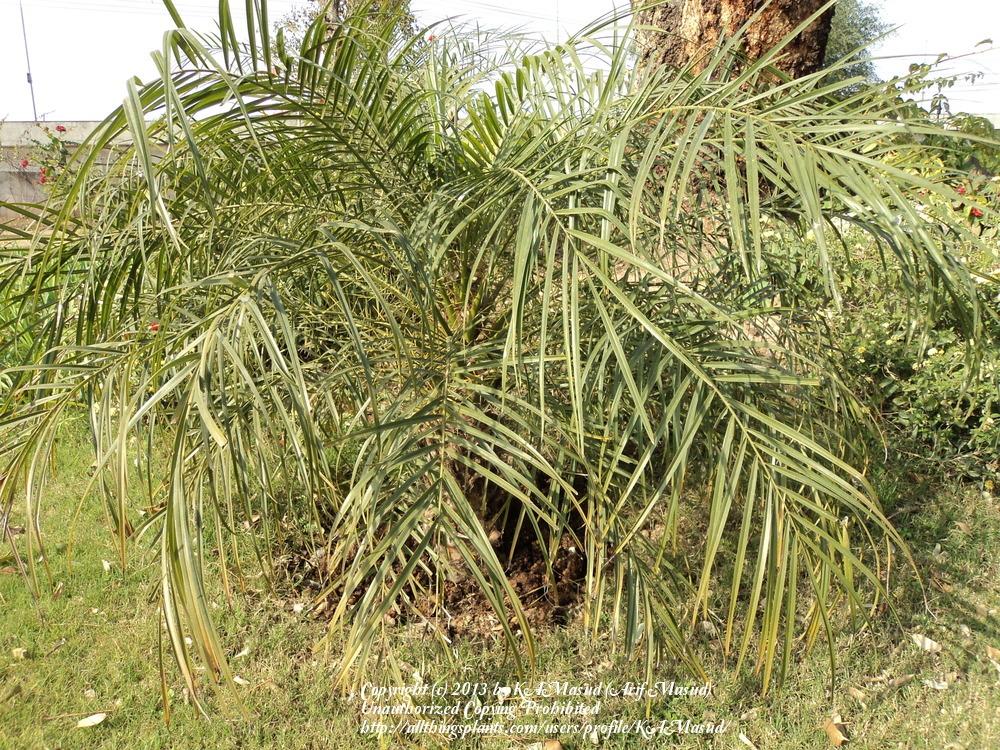 Photo of Pindo Palm (Butia capitata) uploaded by KAMasud