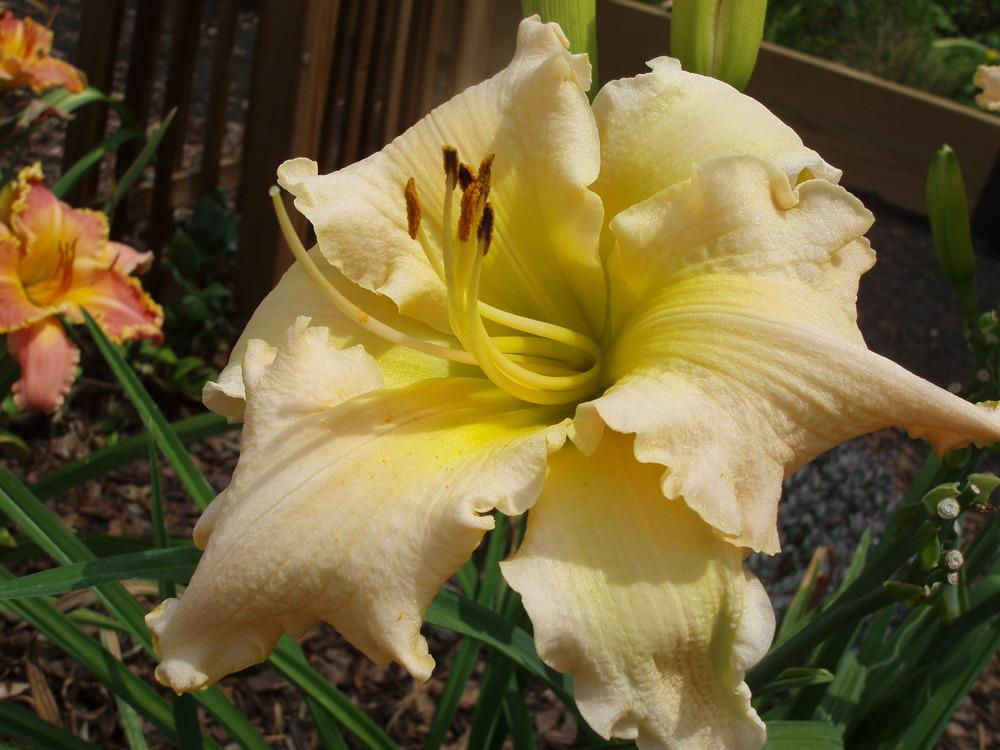 Photo of Daylily (Hemerocallis 'Unpredictable You') uploaded by snickerspooh