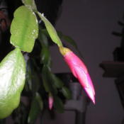 Bud & leaves of True Xmas Cactus Buckleyi