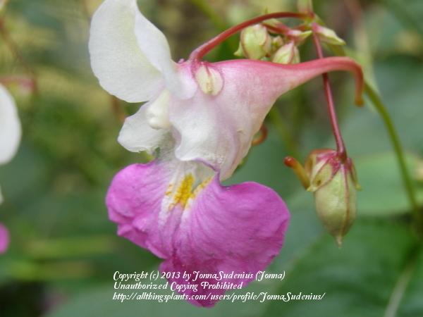 Photo of Poor Man's Orchid (Impatiens balfourii) uploaded by JonnaSudenius
