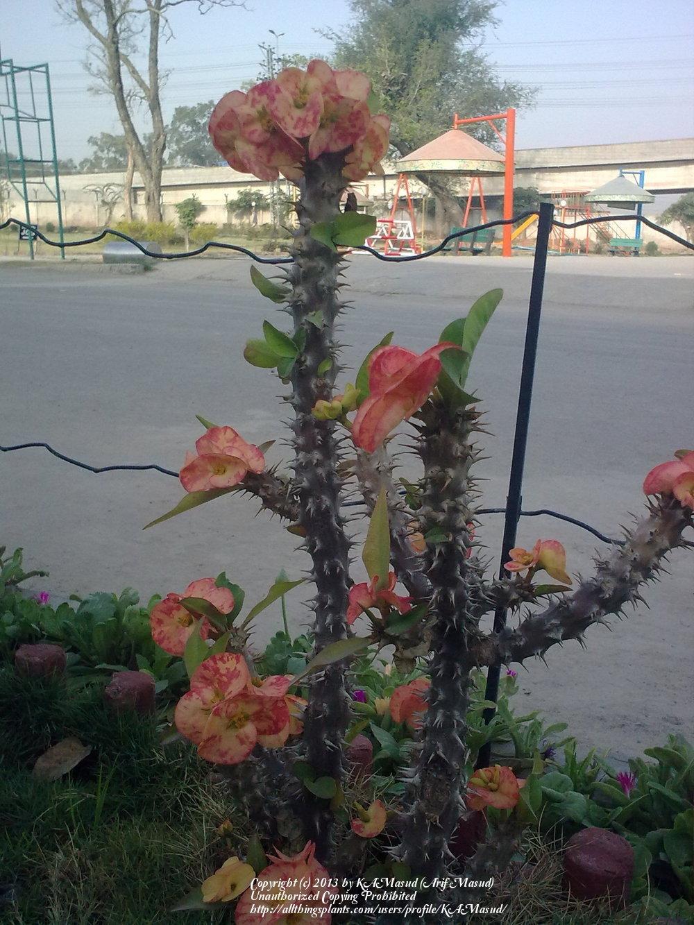 Photo of Euphorbias (Euphorbia) uploaded by KAMasud