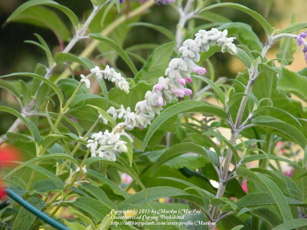 Photo of Mexican Bush Sage (Salvia leucantha 'Danielle's Dream') uploaded by Marilyn